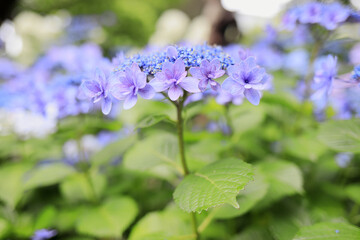 鎌倉のガクアジサイ (青紫一朶)