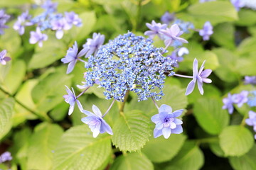 鎌倉のガクアジサイ (青紫一朶)