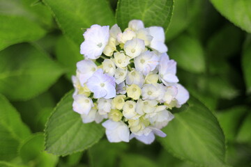 鎌倉のあじさい (白一朶)