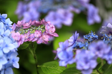 鎌倉のガクアジサイ (赤紫一朶)