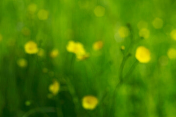 unfocused bokeh with yellow wild flowers and green grass as a summer background