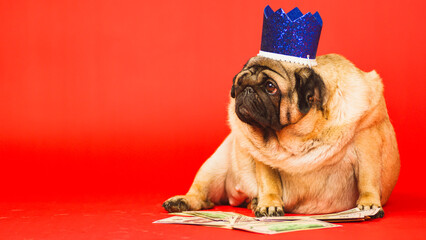 Cute dog with crown on head sitting with dollar bills. Business pug with blue crown and money on...