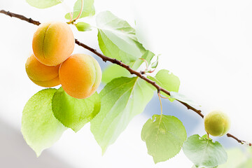 On a day when apricot is cooked fresh,
