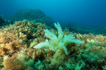 Ciuffo di alga bianca tra alghe verdi