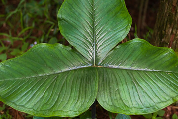 里山の春の新緑	