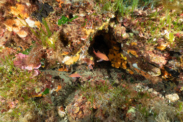 Gruppo di castagnole rosse, Anthias anthias, tra le rocce