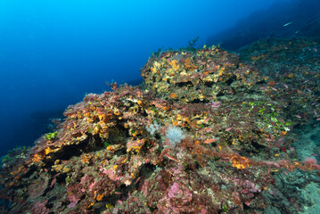Parete ricoperta di spugne e alghe ed un gruppo di claveline