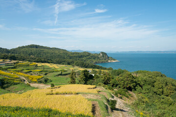 棚田（直島）