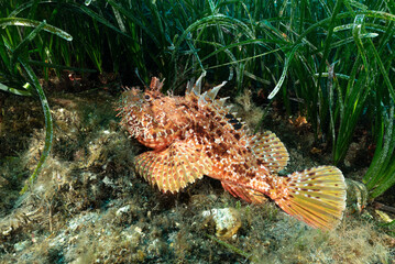 Scorfano rosso, Scorpaena scrofa, con posidonia alle spalle