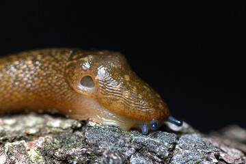 brown slug crawling on tree