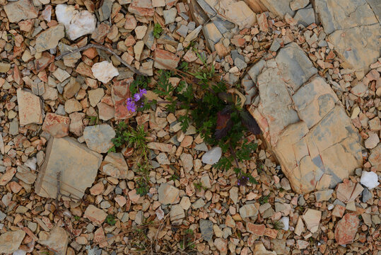 Plants And Stones, Beavers Bend State Park, Broken Bow, OK