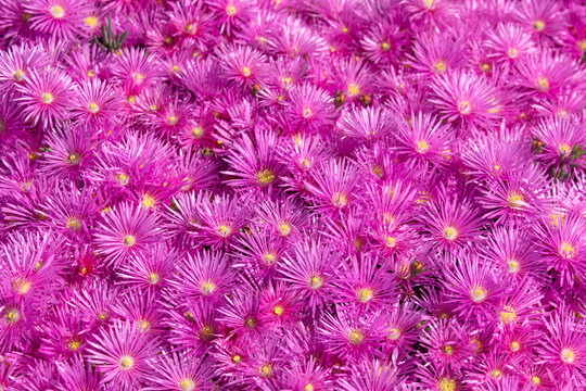 Meadow covered with spring flowers with pink petals. Pink asters in the garden, pink daisies texture. Violet chamomile background. Pink and purple moss phlox flowers. Top view.