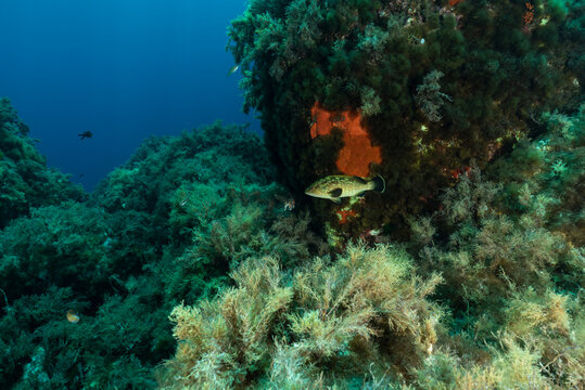 Giovane esemplare di cernia bruna, Epinephelus marginatus, tra rocce e vegetazione