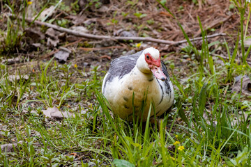 Muscovy duck coming for a treat at Garden Lake in Rome Georgia.