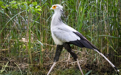 Secretary Bird strutting past a fence at a zoo in Alabama.