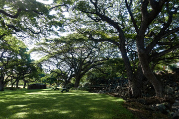 Fototapeta na wymiar Park ,Honolulu, Hawaii