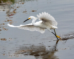Snowy Egret Running