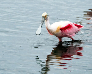 Roseate Spoonbill