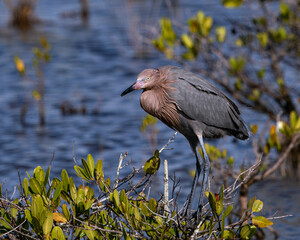 Reddish Egret Perched