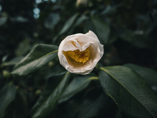 Camellia flower