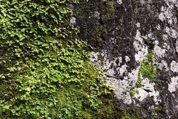 Plants on Rock, Haleiwa, Hawaii