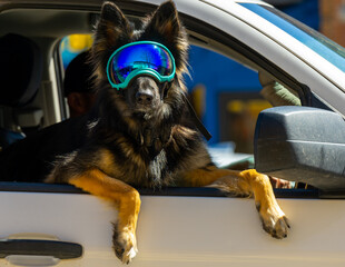 Portrait of a dog riding in white truck wearing tinted ski goggles with paws and legs hanging out...