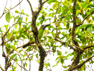 Northern Emerald-Toucanet perched on tree branch in Panama