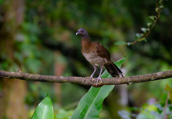 Grey-headed chachalaca standing on log against green background