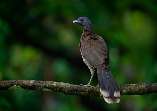 Grey-headed chachalaca standing on log against green background