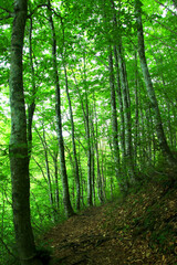 ブナ林（福島県・裏磐梯）