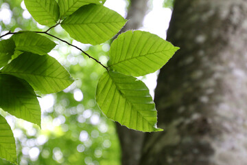 ブナの葉（福島県・裏磐梯）