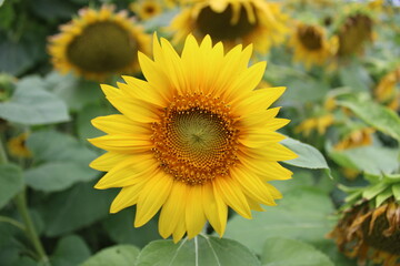 Obraz premium sunflowers in the field