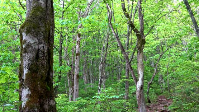 ブナ林とアカゲラのドラミング（福島県・裏磐梯）