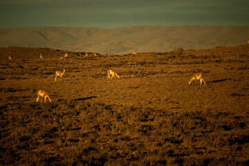 Montanhas e lagos de El Chalten