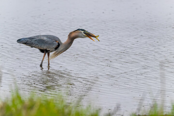 A bird with fish. The great blue heron is trying to gobble its prey. Feeding  behavior of Herodias....