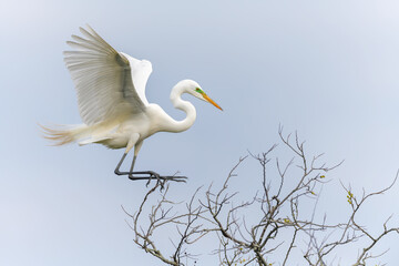 A wild white bird reaching the tree top.Business target achievement or success and reaching for target and goal concept.The great white egret.Wildlife scene from nature.Ardea alba.