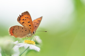 花の蜜を吸っている蝶（ベニシジミ）