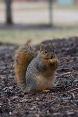 Squirrel eating