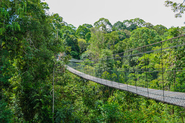 Hanging bridge at the green forest