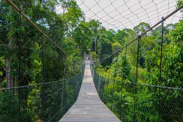 Hanging bridge at the green forest
