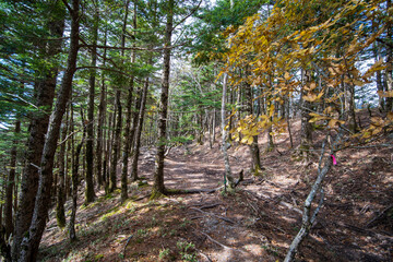 autumn in the forest