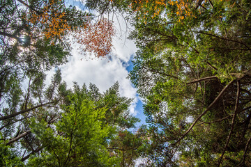 autumn in the forest