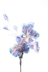 Obraz premium Studio Shot of White and blue carnation Petals Isolated on White Background. Large Depth of Field (DOF)., mothers day thanks design concept, top view, flat lay, copy space, close up.