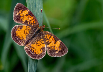 Close-up of a orange and brown brush-footed butterfly that is resting on a blade of grass in the forest on a warm sunny day in June with a blurred green background.