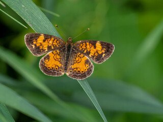 Close-up of a orange and brown brush-footed butterfly that is resting on a blade of grass in the forest on a warm sunny day in June with a blurred green background.