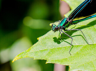 Close-up of a ebony jewelwing damselfly that is resting on a plant leaf in the forest on a bright sunny day in June with a blurred background.