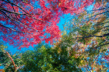 Obraz na płótnie Canvas autumn leaves in the forest
