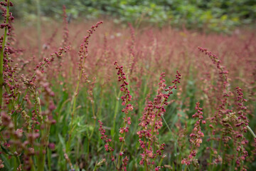 A field of flowers