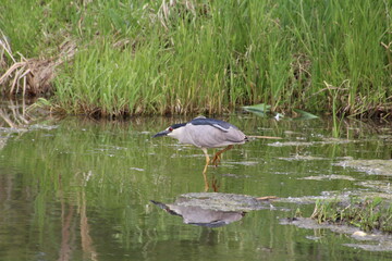 Heron Hunting, Pylypow Wetlands, Edmonton, Alberta