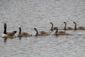 family of geese swimming, Pylypow Wetlands, Edmonton, Alberta